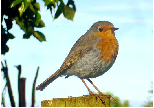 Robin