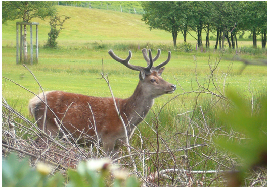 Deer hiding on a golf course